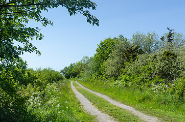 Image showing Winding dirt road through a colorful green meadow by spring seas