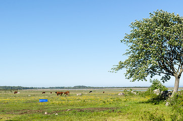 Image showing Grazing cattle in a beautiful coastland by spring season