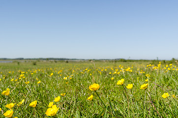 Image showing Yellow flowers close up in a green grassland by springtime