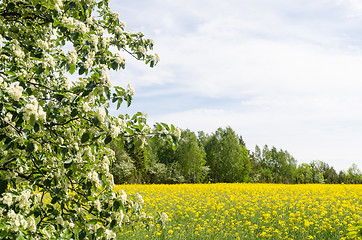 Image showing Blossom rapefield field with green and white branches