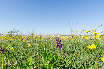 Image showing Ground level image of a flowery field with wild growing flowers 