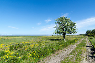 Image showing Lone tree by a dirt road in a beautiful coastland by springtime