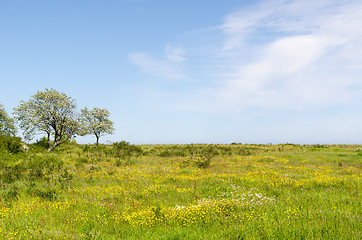 Image showing Green wide open grassland filled with yellow flowers by springti