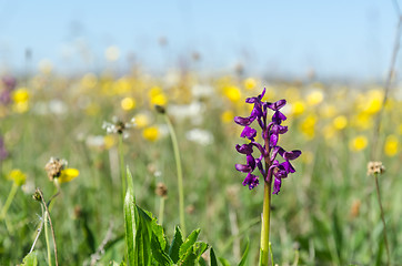 Image showing Spring season flowers with a wild growing orchid in a ground lev