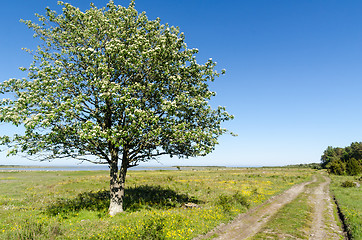Image showing Alone tree by a dirt road in a beautiful landscape with green gr