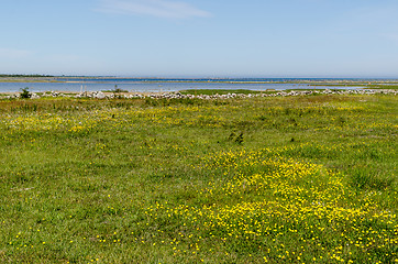 Image showing Beautiful wide open grassland with yellow flowers by the coast o