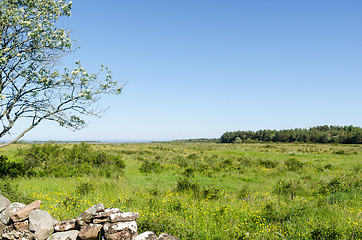 Image showing Bright and green grassland with yellow flowers by springtime