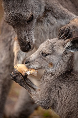 Image showing Mother kangaroo sharing food wih her joey