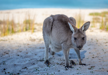 Image showing Juvenile kangaroo on the beach in afternoon light