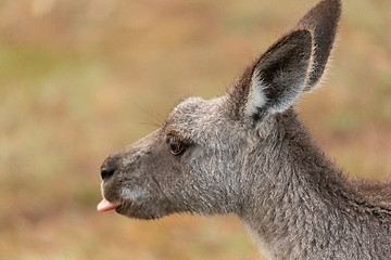 Image showing Kangaroo poke out tongue