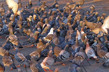 Image showing Pigeons