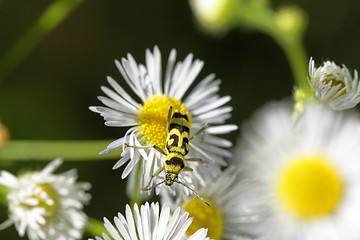 Image showing Small bug on vegetation closeup photo