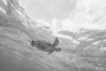 Image showing Sea turtle swimming freely in the blue ocean.