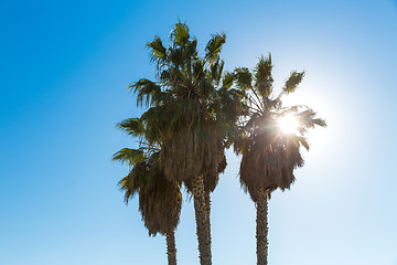 Image showing palm trees over sun at venice beach, california