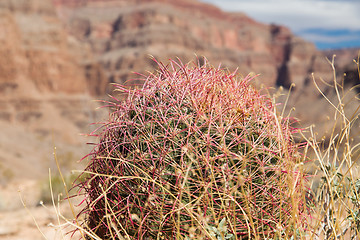 Image showing close up of barrel cactus growing in grand canyon