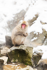 Image showing japanese macaques or snow monkeys at hot spring