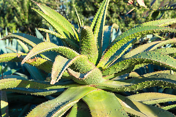 Image showing close up of aloe plant growing outdoors