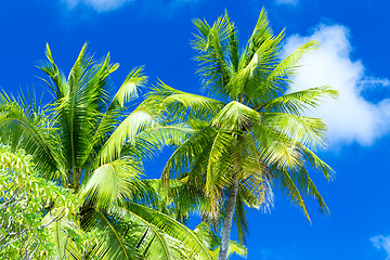 Image showing palm trees over blue sky