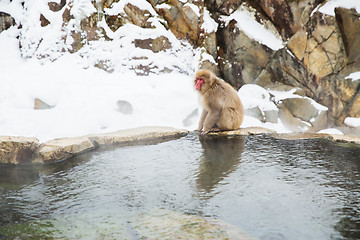 Image showing japanese macaque or snow monkey in hot spring