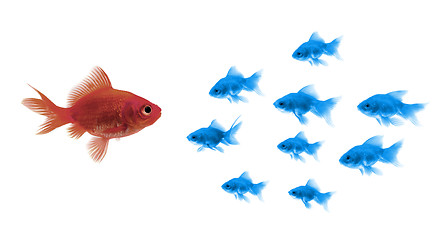 Image showing Goldfishes Teamwork and Leadership