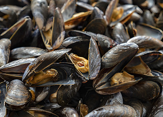 Image showing  Freshly mussels in shells