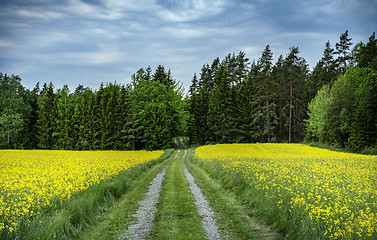 Image showing Yellow rapefield with blue sky. Agriculture, environment and ene