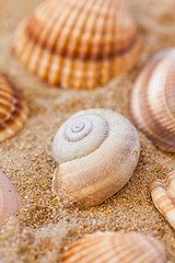 Image showing Detail of sea shells with sand as holiday concept