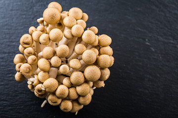 Image showing Buna Shimeji - edible mushroom from East Asia