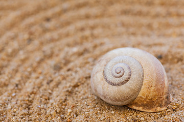 Image showing Sea shells with sand as background