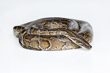 Image showing Royal Python