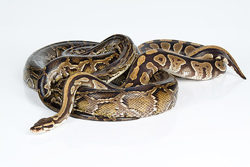 Image showing Royal Python