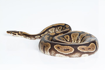 Image showing Royal Python