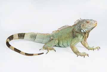 Image showing Iguana