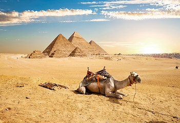 Image showing Camel and Pyramids