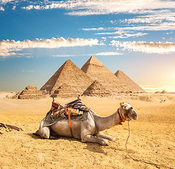 Image showing Camel near pyramids