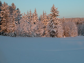 Image showing Winter forest