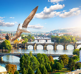 Image showing Row of bridges in Prague