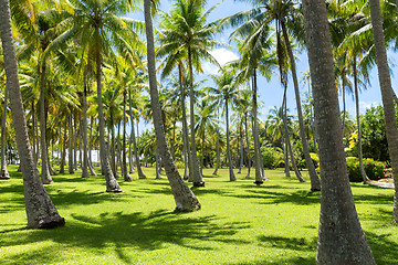 Image showing palm trees on tropical island in french polynesia