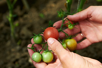 Image showing Woman looking at green tomatoes from plant in greenhouse