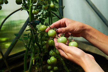 Image showing Woman looking at green tomatoes from plant in greenhouse