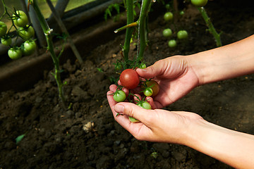 Image showing Woman looking at green tomatoes from plant in greenhouse