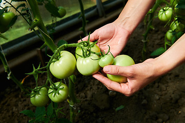 Image showing Woman looking at green tomatoes from plant in greenhouse