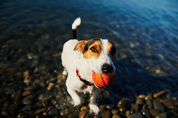 Image showing Dog swimming holding ball in mouth