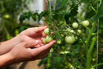 Image showing Woman looking at green tomatoes from plant in greenhouse