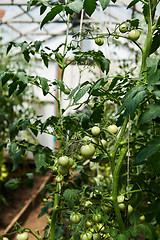 Image showing Tomatoes plants growing 