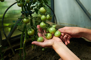 Image showing Woman looking at green tomatoes from plant in greenhouse