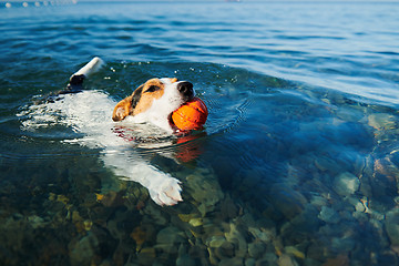 Image showing Dog swimming holding ball in mouth