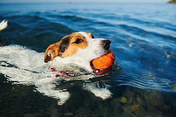 Image showing Dog swimming holding ball in mouth