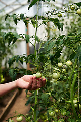 Image showing Woman looking at green tomatoes from plant in greenhouse