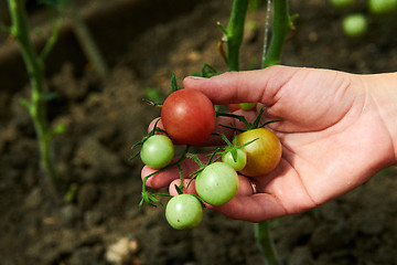 Image showing Woman looking at green tomatoes from plant in greenhouse